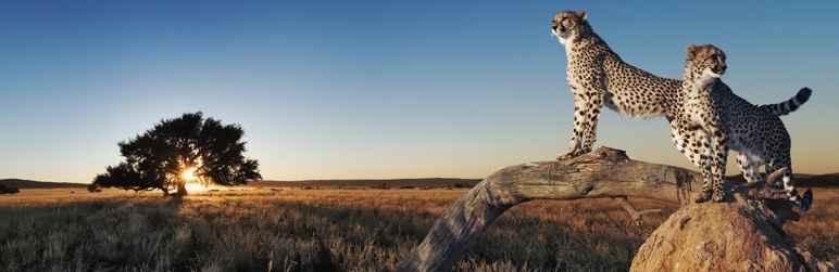 Imágenes[3] - Cómo optimizar las imágenes en WordPress para mejorar la velocidad de carga del sitio web - Photon Flux | Professional WordPress Repair Service, Global Reach, Fast Response