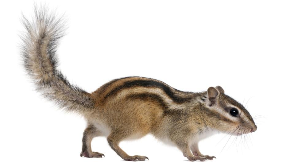 20241111150659542-chimpmunk-full-body-on-white.jpg.adapt_.945.1