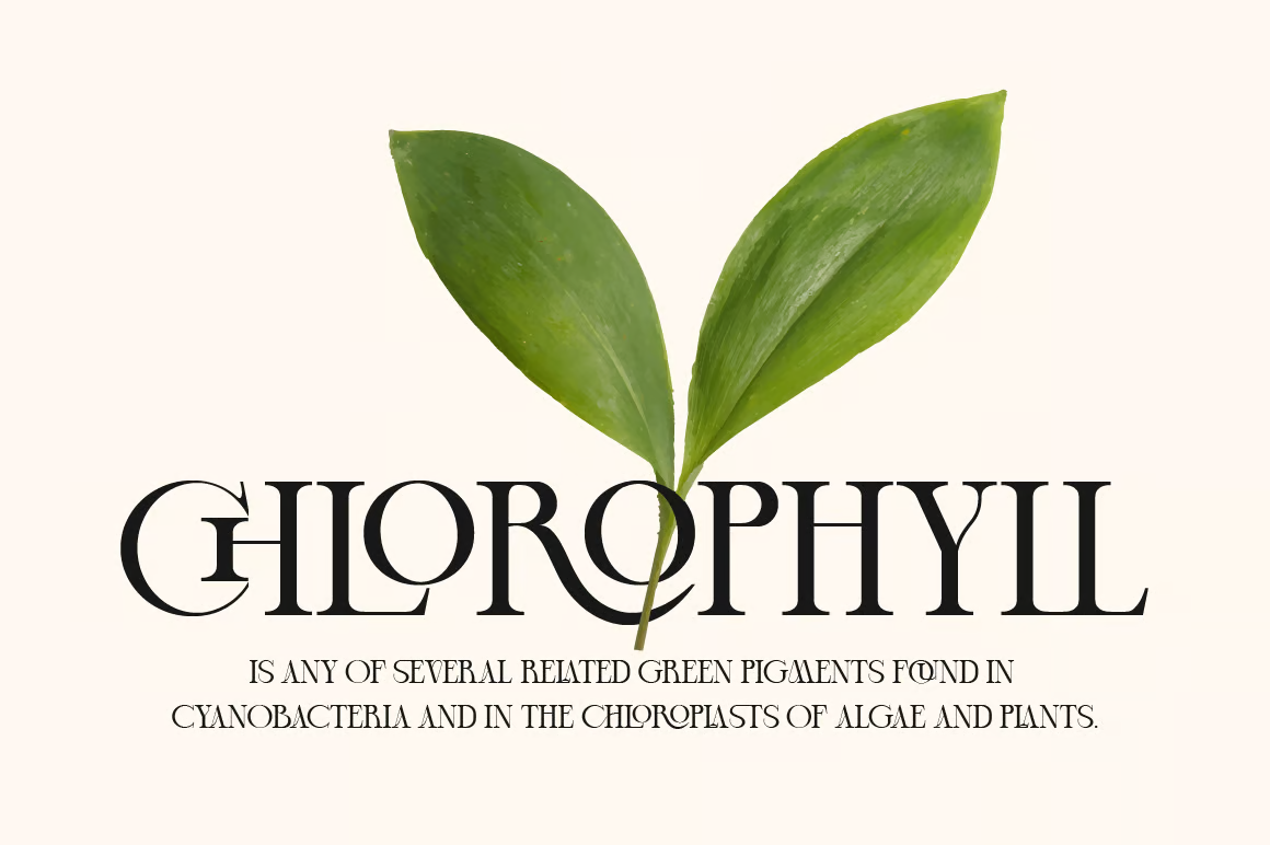 Image [2]-Cheqa - Luxury Elegant Serif Fonts - Photon Flux | Servicio profesional de reparación de WordPress, alcance global, respuesta rápida