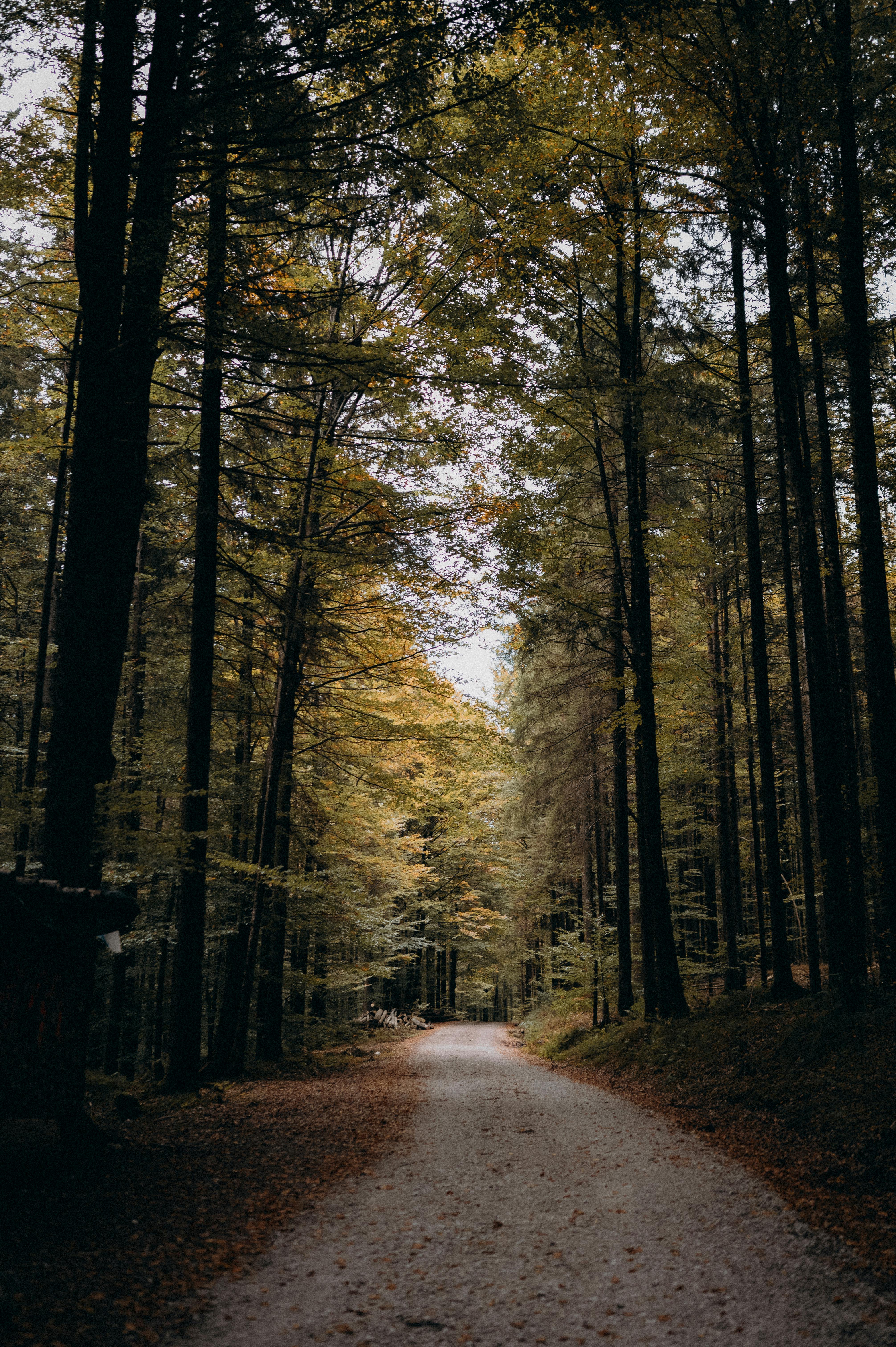 Y el avatar de Brida Wujiang - Photon Fluctuation Network | Servicio profesional de reparación de WordPress, en todo el mundo, respuesta rápida