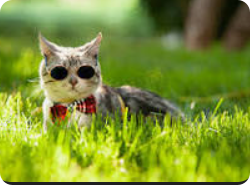 hello.-photonfluctuation.com | Servicio profesional de reparación de WordPress, alcance mundial, respuesta rápida