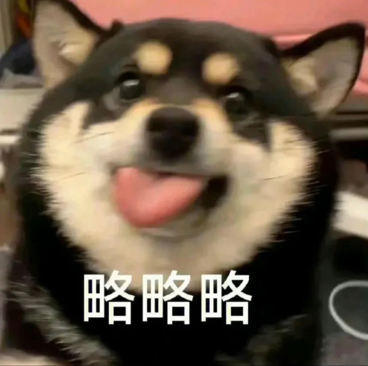 Gu Ye Fengのアバター - Photon Fluctuations｜WordPress 修理サービス、プロフェッショナル、ワールドワイド、迅速対応